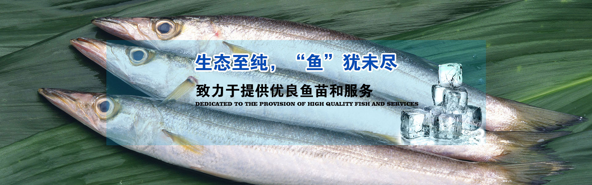 胖頭魚批發(fā) 胖頭魚批發(fā)