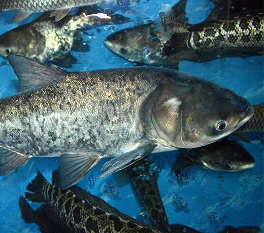 湖北胖頭魚(yú)廠家  湖北胖頭魚(yú)廠家