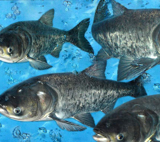 湖北胖頭魚廠家  湖北胖頭魚廠家