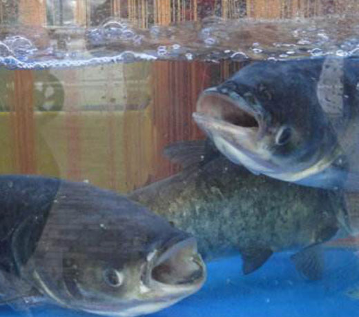 湖北胖頭魚廠家  湖北胖頭魚廠家