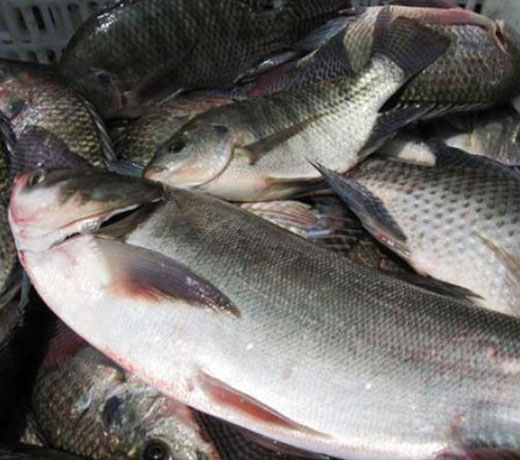 湖北胖頭魚廠家 湖北胖頭魚廠家