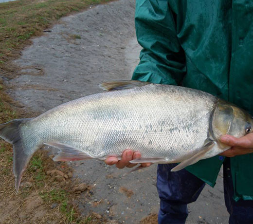 湖北胖頭魚廠家 湖北胖頭魚廠家