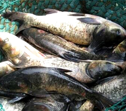 湖北胖頭魚廠家 湖北胖頭魚廠家