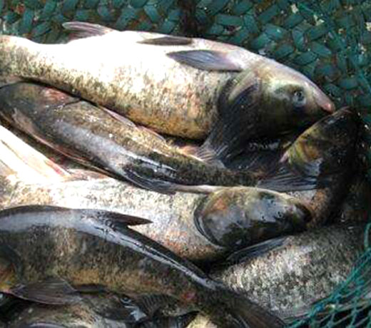 湖北胖頭魚廠家 湖北胖頭魚廠家