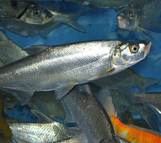 湖北胖頭魚廠家 湖北胖頭魚廠家