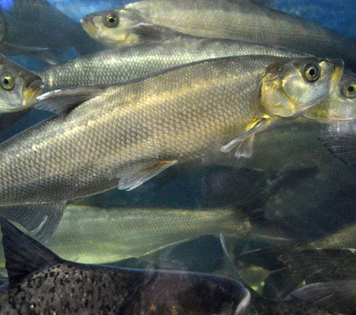 湖北胖頭魚(yú)廠家 湖北胖頭魚(yú)廠家