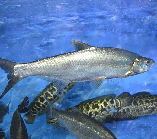 湖北胖頭魚廠家 湖北胖頭魚廠家