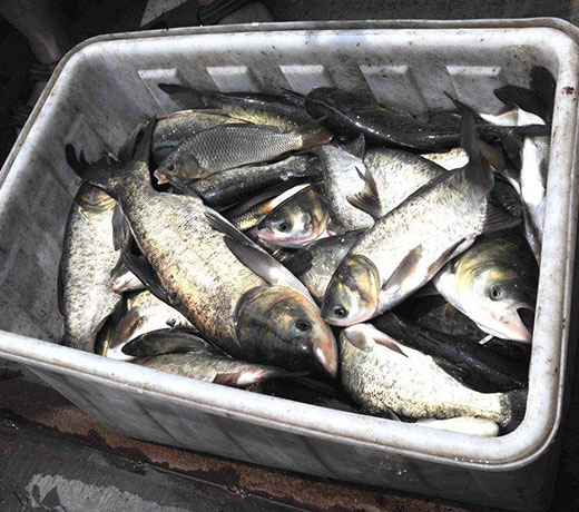 湖北萬(wàn)灣湖胖頭魚(yú)養(yǎng)殖有限公司 湖北萬(wàn)灣湖胖頭魚(yú)養(yǎng)殖有限公司