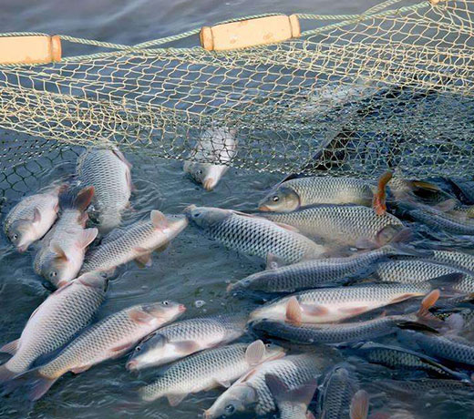 湖北胖頭魚廠家 湖北胖頭魚廠家